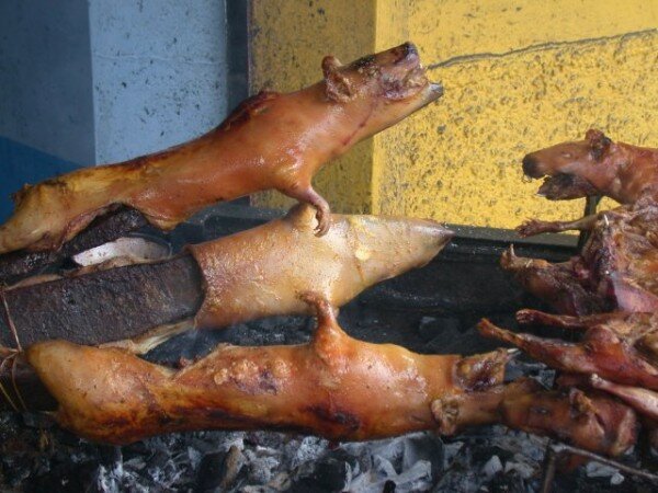 cuy_roasting cuy_roasting